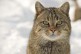 Foto: Wildkatzen im Kottenforst