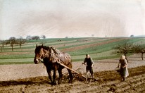 Die Frau, in Arbeitskleid und mit Strohhut, hält einen Korb in der rechten Hand und verteilt mit der linken Hand Saatgut auf dem gepflügten Boden. Der Mann steuert einen Grubber, welcher von einem Pferd gezogen wird. Im Hintergrund sind langgezogene Reihen von Wiesen und Ackerflächen zu sehen. Kontext: Nachdem die Ackerfläche mit einem Pflug bearbeitet wurde, wurde die Saat in die entstandenen Furchen ausgebracht. Anschließend wurde die Saat mit Hilfe eines Grubbers in die Erde eingearbeitet und der Boden zerkrümelt.