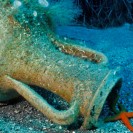 Unterwasserfotografie einer antiken Amphore.