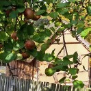 Blick auf einen Früchte tragenden Apfelbaum im LVR-Freilichtmuseum Kommern. Durch die Äste sind im Hintergrund Fachwerkhäuser zu sehen.