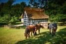 Foto: Ein grasendes Pferd vor einem Fachwerkhaus