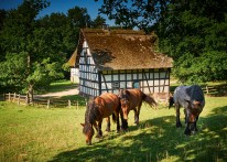 Drei Pferde auf einer Weide, im Hintergrund ein schwarz-weißes  Fachwerkhaus mit Strohdach.