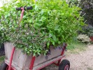 Foto: Holzwagen mit großen Pflanzen