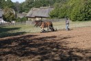 Foto: Blick auf einen Acker, der mit Pferd abgeerntet wird