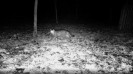 Foto: Nachtaufnahme einer Wildkatze