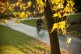 Ein Baum unter dem Claudia F. mit dem Fahrrad hindurch fährt.