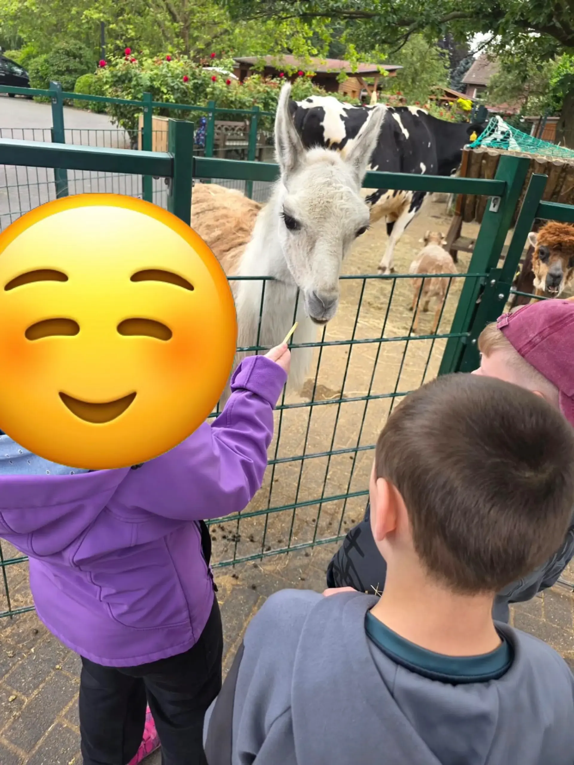 Drei Kinder stehen vor einem umzäunten Gehege mit Tieren (Lama, Kuh, Alpaka, Ziege). 