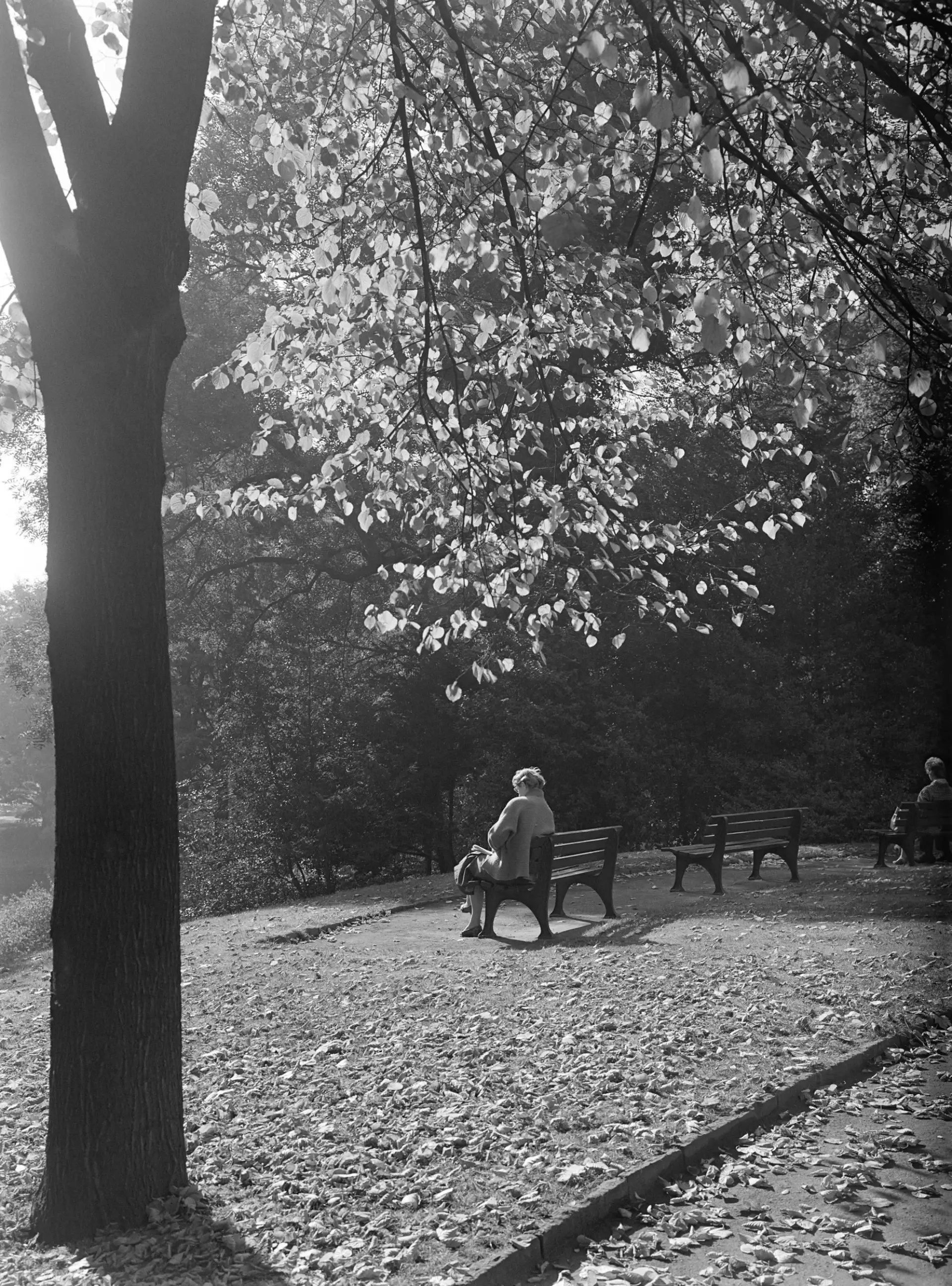Eine Frau sitzt auf einer Parkbank unter einem Baum.