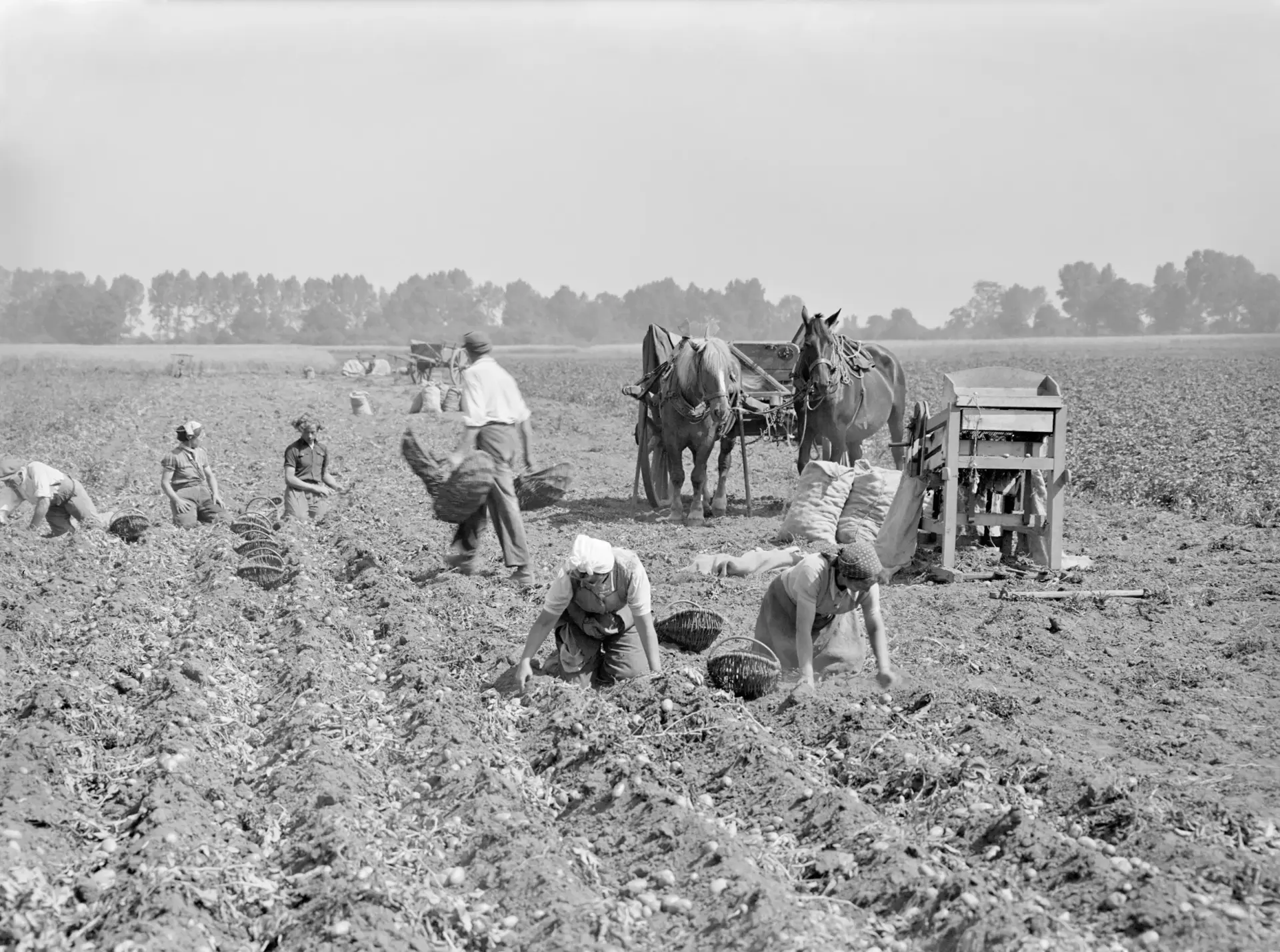 Mehrere Menschen ernten Kartoffeln.