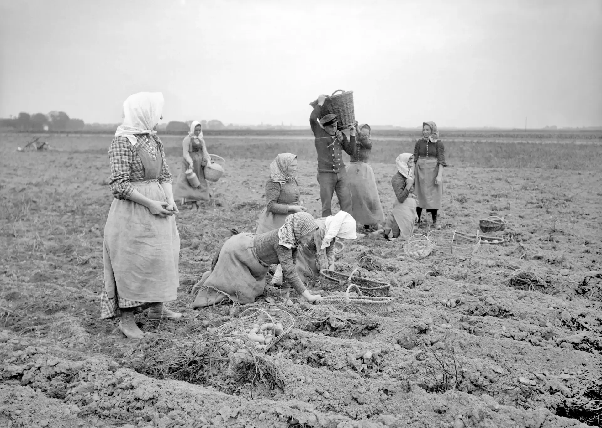 Mehrere Menschen ernten Kartoffeln.
